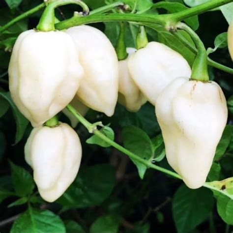 White Ghost Pepper Bhut Jolokia Seeds Capsicum chinense | Etsy