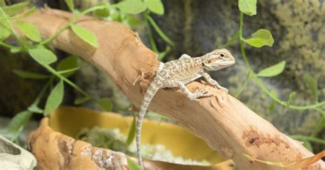 Bearded Dragon Tank Size Guide (Prevent Health Problems)