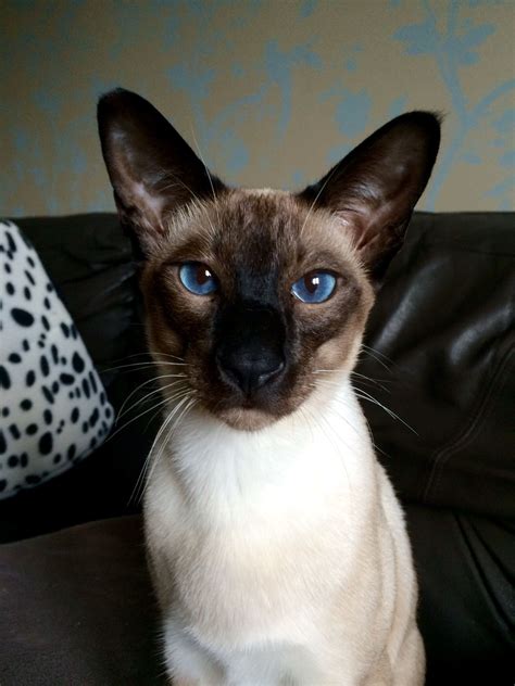 Seal Point Siamese Cat. Herbie | Siamese cats, Siamese cats blue point ...