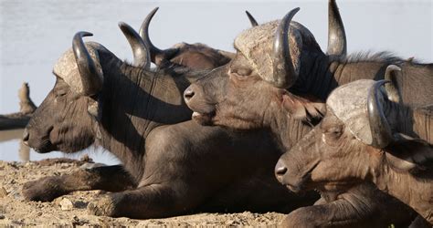 South Africa Safari Photography | Cameralabs