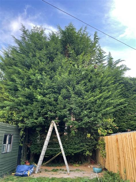 Overgrown Leylandii Hedge Cutting in Edinburgh | Thomson Trees Ltd