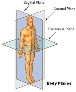 Anatomical Terminology | SEER Training