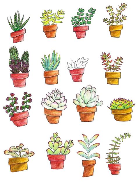 Succulent Plant Drawing at PaintingValley.com | Explore collection of ...