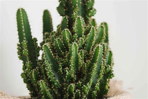 How to Grow and Care For Indoor Cactus