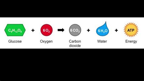 Cellular Respiration Formula Explained