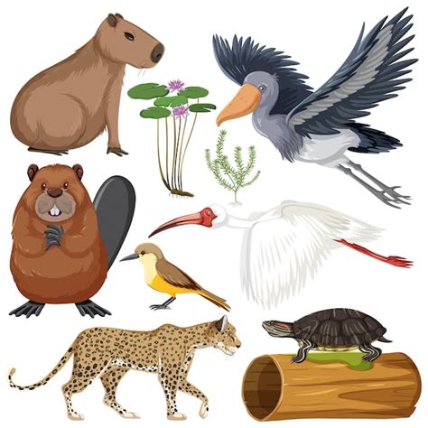 Free Vector | Various Wetland Animals Collection