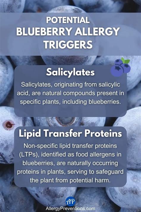 The Blueberry Allergy: Symptoms, Treatment, and Prevention Options