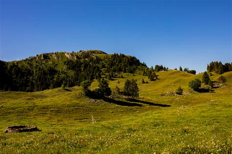 photography, outdoors, nature, greenery, grass, field, trees, forest ...