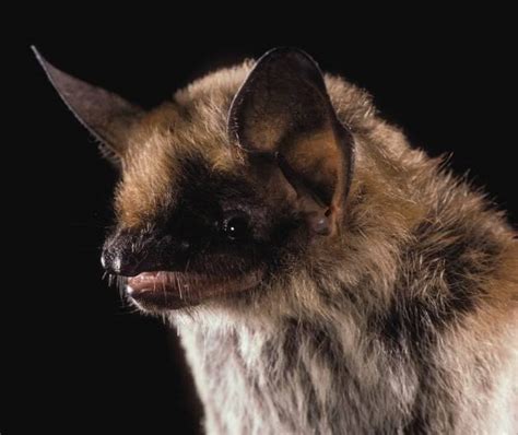 Report: Washington State Bat Conservation Plan | Encyclopedia of Puget ...