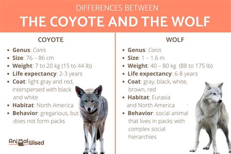 How Much Bigger Is A Wolf Than A Dog