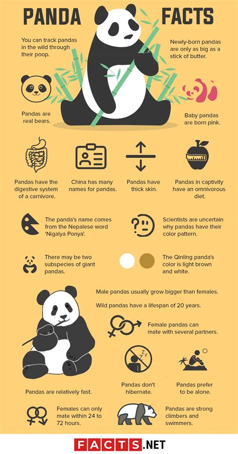 How Long Do Giant Pandas Live? | The Giant Panda Bear