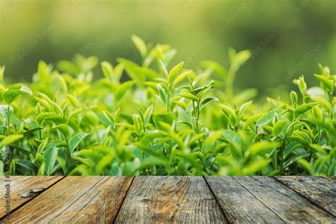 Green tea leaf plantation organic farm in morning, blurred background ...