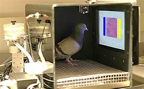 New Study: Researchers Have Trained Pigeons to Detect Malignant Cancer ...