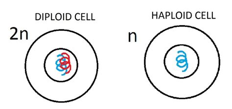 5 Important Difference between Haploid and Diploid Cells In Tabular ...