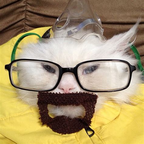 Cat in a Walter White Costume [Breaking Bad]