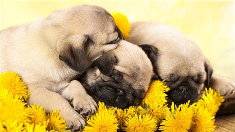 VIDEO: Watch as these adorable sleepy pug puppies go to bed - ABC7 Los ...