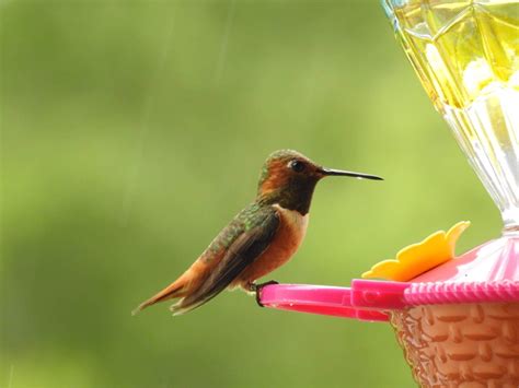 What’s the best hummingbird feeder?? – Southeastern Avian Research