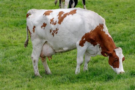 7 Most Popular Dairy Cow Breeds Found In The United States