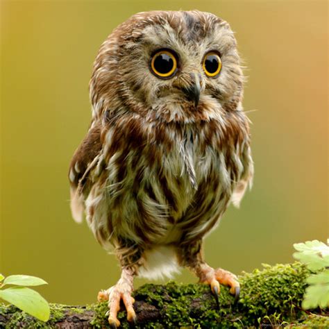 30 Stunning Owl Pictures That Will Inspire You – Themes Company ...