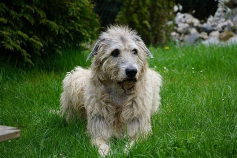 Irish Wolfhound Lab Mix: A Full Guide (Read This First)