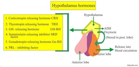 Hypothalamus and Pituitary Gland Hormones – Labpedia.net