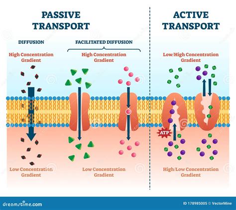 Active Passive Transport Vector Illustration. Labeled Educational Cell ...