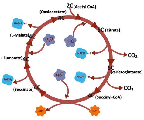 TCA Cycle - Meaning and Analysis Method - Creative Proteomics Blog