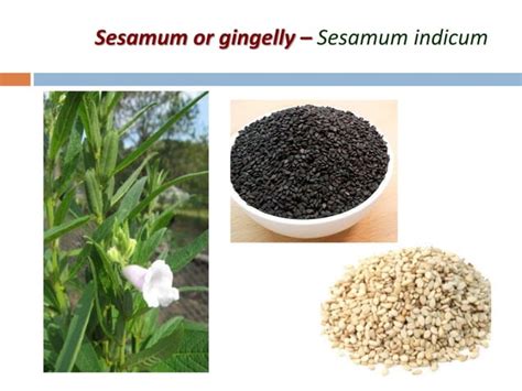 Agronomic Crops Classification - Agriculture | PPT | Free Download