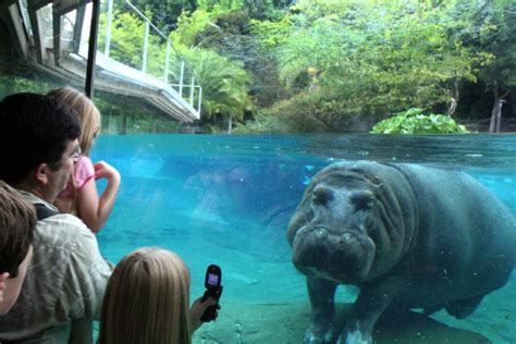 San Diego Zoo: San Diego Attractions Review - 10Best Experts and ...