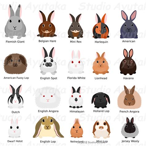 Rabbit Breeds Poster | ubicaciondepersonas.cdmx.gob.mx