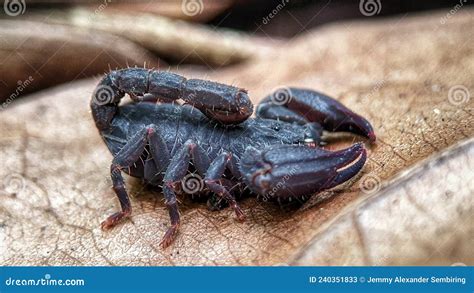 Black Scorpion Whose Venom is Deadly Stock Image - Image of seafood ...