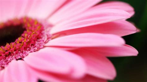 Flower Photos: Pink Gerbera