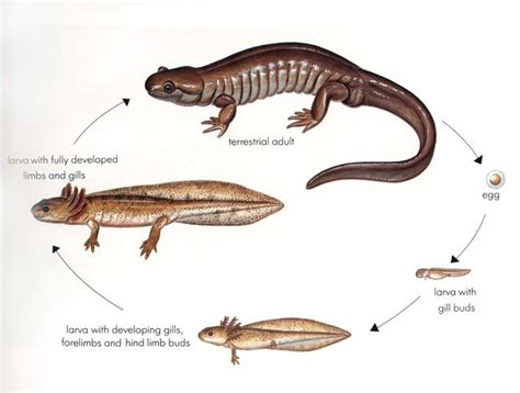 Salamander Life Cycle Tiger Salamander, Reptiles And Amphibians ...