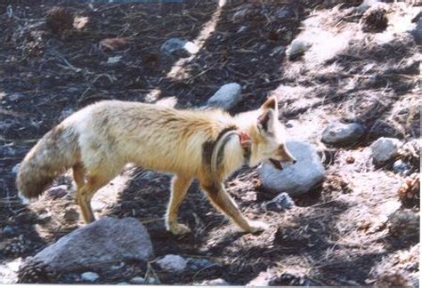 Mammals - Lassen Volcanic National Park (U.S. National Park Service)