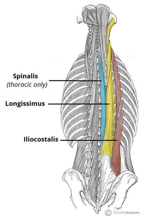 Muscles of the Back - TeachMeAnatomy