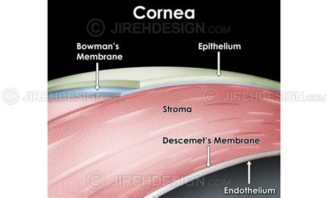 Layers of the cornea - #AN0023 | Stock eye images