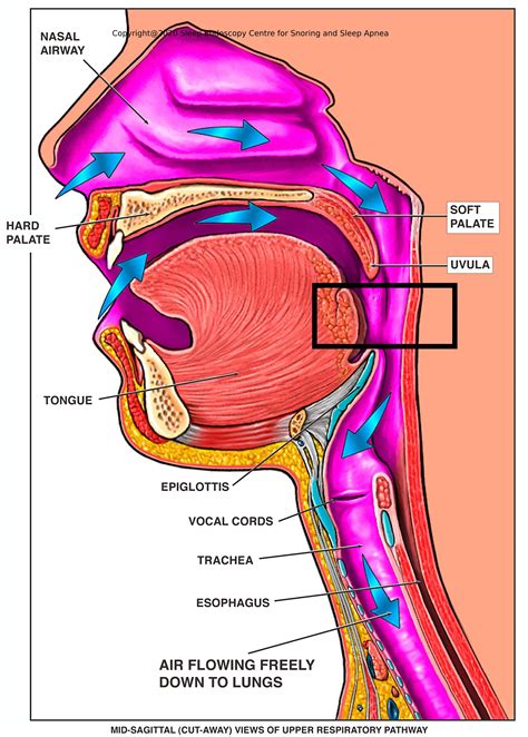 Video | Sleep Endoscopy Centre For Snoring And Sleep Apnea