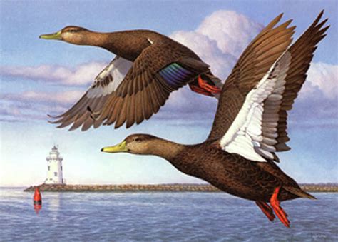 CT duck stamps: Iconic waterfowl art, saves wetlands