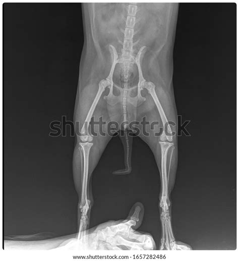 219 Xray Dog Knee Images, Stock Photos & Vectors | Shutterstock