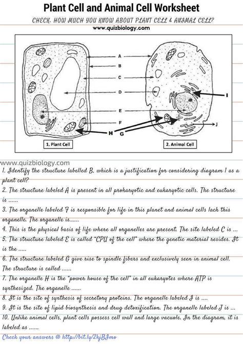 Plant Cell Diagram Worksheet | Homeschooldressage.com