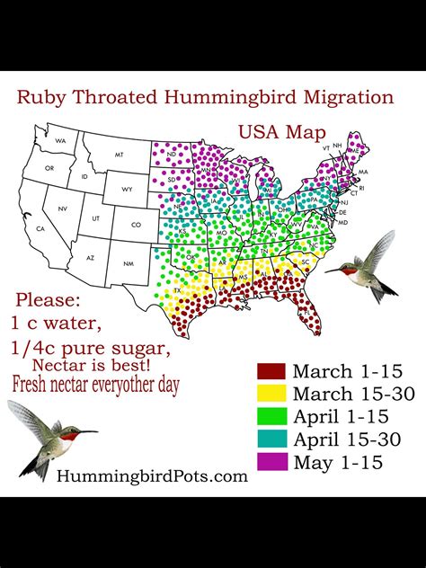 Pin by Kay Olson on Great Outdoors;) | Hummingbird migration, Bird ...