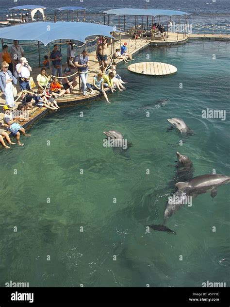 Dolphin Reef in Eilat Stock Photo - Alamy