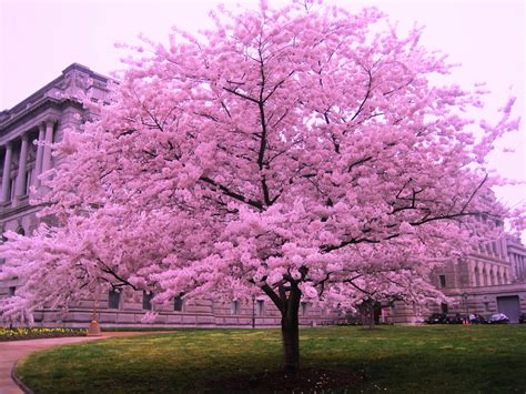 Cherry Blossom Tree Leaves