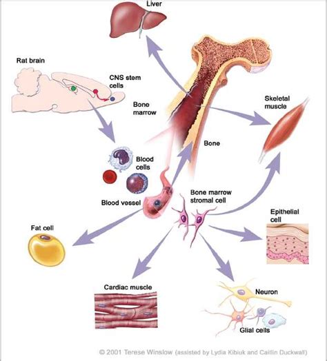 Sources of stem cells (Courtesy: Terese Winslow, Lydia Kibiuk, and ...