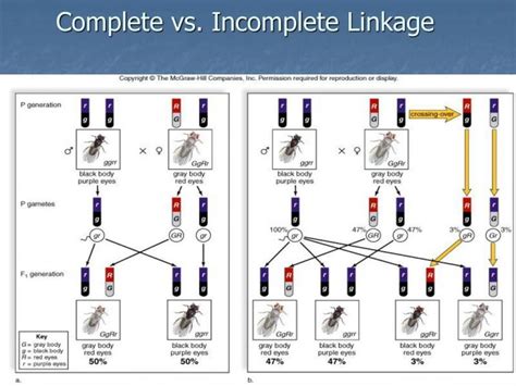 Linkage and Recombination (Part 1): Chromosomal Theory, Linkage ...