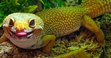 How Long Do Geckos Live In The Wild? - ReptileStartUp.com