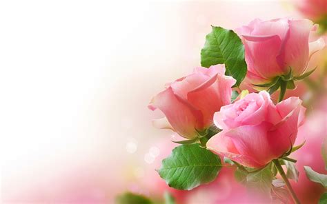 Pretty Pink Roses - Roses Wallpaper (34610952) - Fanpop