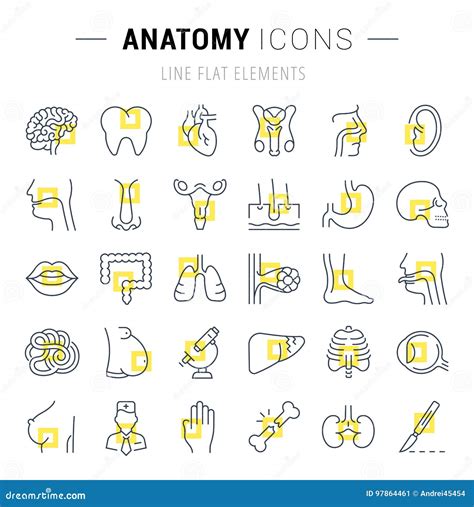 Set of Line Icons of Anatomy and Physiology Stock Illustration ...