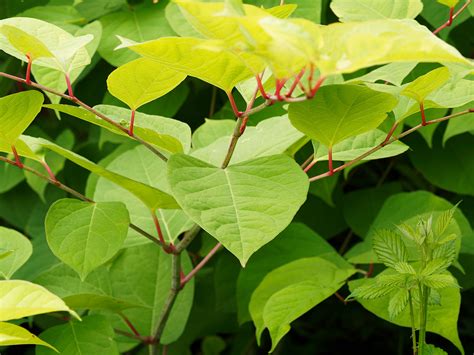 Japanese knotweed Solutions in Manchester - Japanese Knotweed Ltd