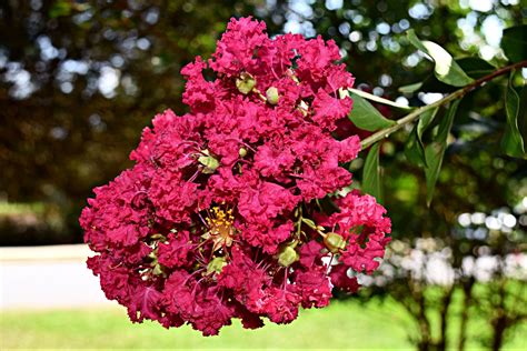 Growing Natchez Crepe Myrtles: Care, Pruning Tips